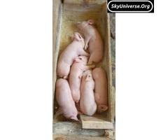 Cambrough breed piglets