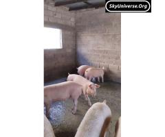 Boars ready 4 new home