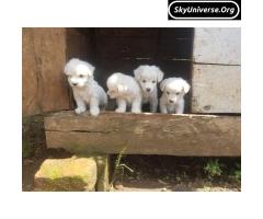 pure breed maltese