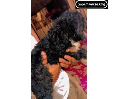 black and white purebreed maltese