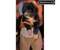 black and white purebreed maltese - 2