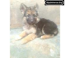 German shepherd puppy
