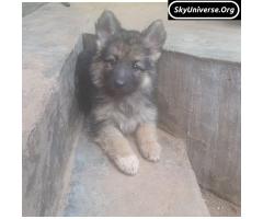 German shepherd puppy - 2