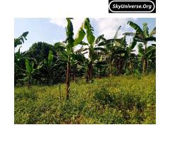 Bank pressure, 5acre fertile land for sale - 2