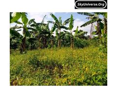 Bank pressure, 5acre fertile land for sale - 3