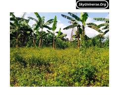 Bank pressure, 5acre fertile land for sale - 6