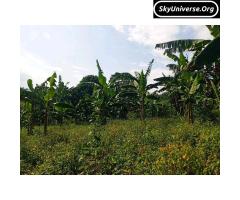Bank pressure, 5acre fertile land for sale - 8