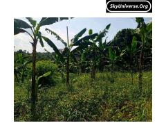 Bank pressure, 5acre fertile land for sale - 9