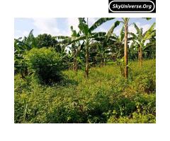 Bank pressure, 5acre fertile land for sale - 10