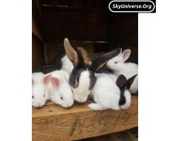 exotic healthy chinchilla and new zealand white