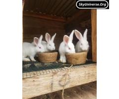 exotic healthy chinchilla and new zealand white - 3