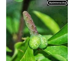 herbal size up 3 in 1 manhood products call +256777422022 - 2