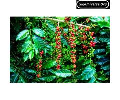 CWDR coffee seedlings