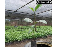 CWDR coffee seedlings - 2