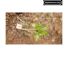 Commercial land for sale in mityana ssekanyonyi - 2