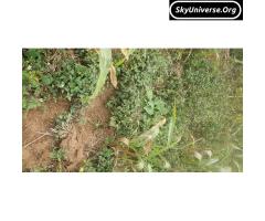 Commercial land for sale in mityana ssekanyonyi - 3