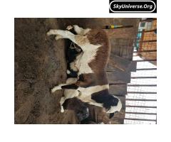 Sheep for sell 450k