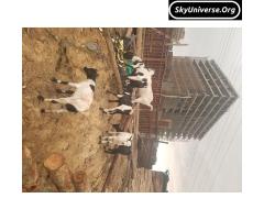 Goat with two kids