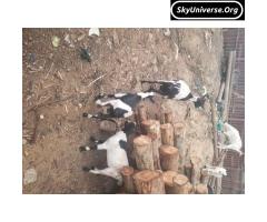 Goat with two kids - 2