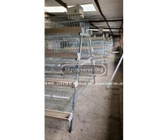 Chicken cages - 2