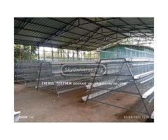 Chicken cages - 3