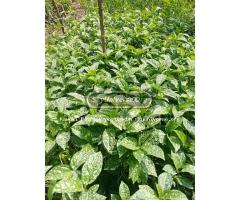 Upf12 passion fruit seedlings - 2