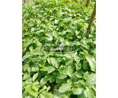 Upf12 passion fruit seedlings - 3