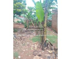 Plot for sale masanafu quick money - 6