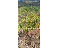 50 acres for sale on an Island - 2