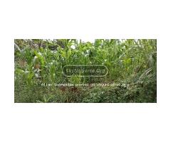 12 decimals plot in Seeta Kirowooza for sale