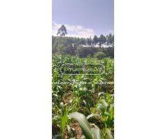 120 acres of land on sale at Nakaseke - 2