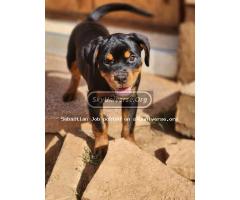 Rottweiler Puppies - 2