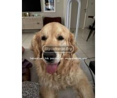 Golden retriever puppies - 2