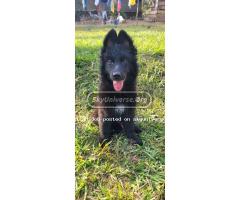 German shepherd puppies - 2