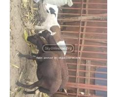 3sheep all pregnant - 2