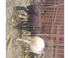 3sheep all pregnant - 3