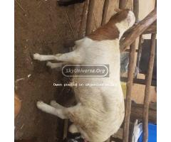 New Hampshire sheep - 2