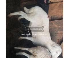 White male sheep - 2