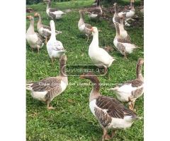Geese ???? for sale ready to lay eggs