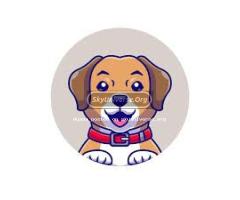 Am looking for a good dog on this app