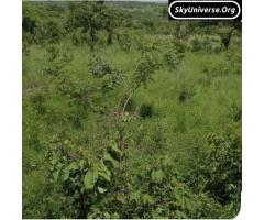 Titled land good for cattle keeping