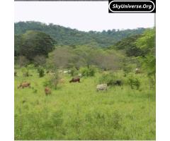 Titled land good for cattle keeping - 2