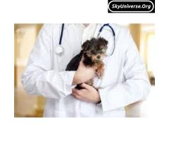 Dog vet at your serivce