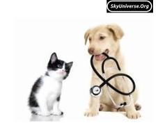 Veterinary doctor