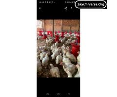 Sale of broilers