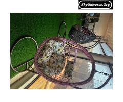Outdoor swing - 5