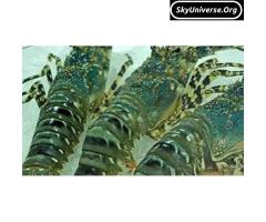 seafood - 4