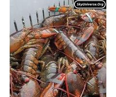 seafood - 6