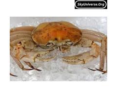 seafood - 3