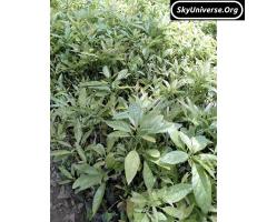 Hass avocado seedlings